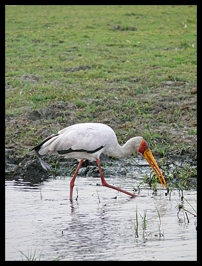 tantale ibis